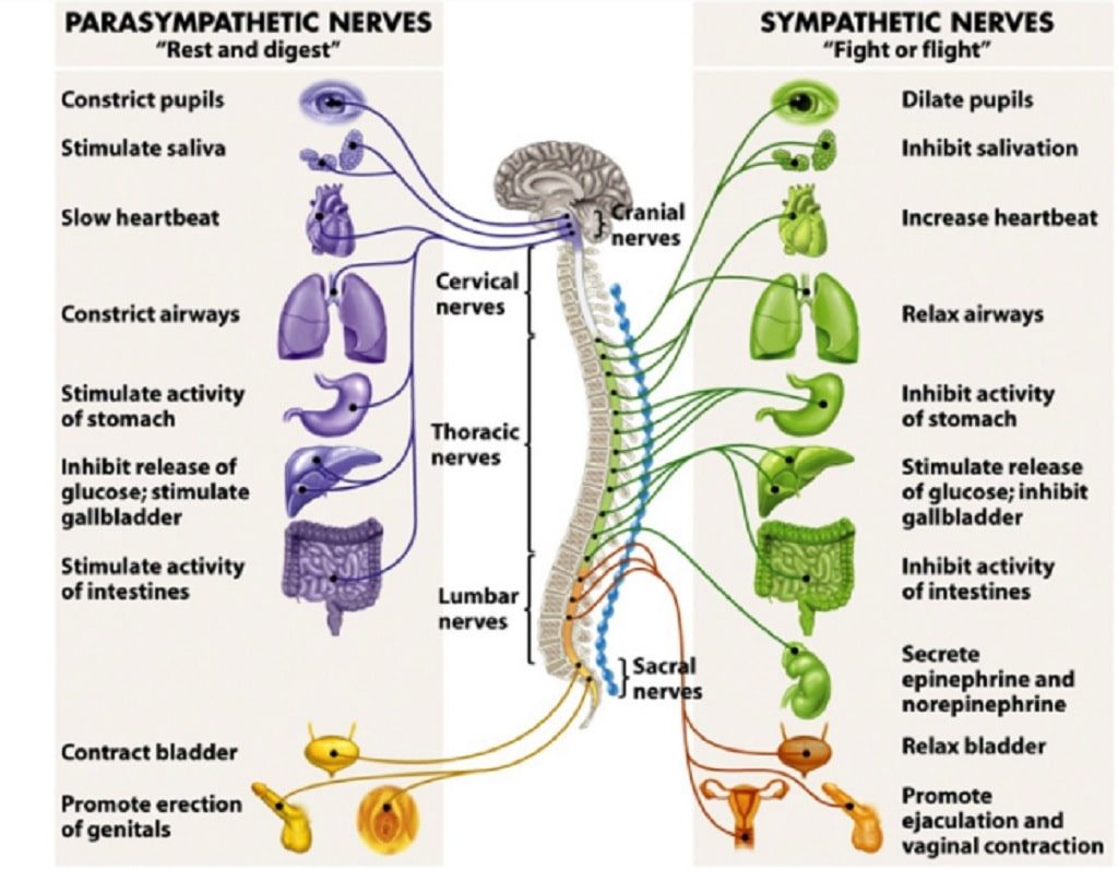 nervous system used to improve focus nervous system used to improve focus